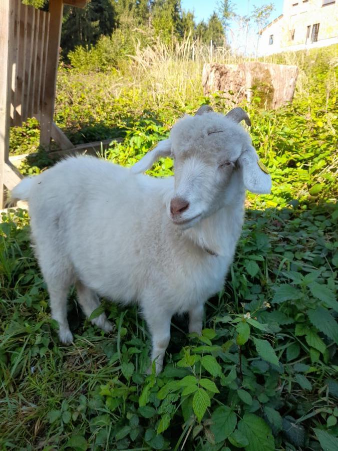 דירות ויידהופן אן דר איבס Miniponyhof Biohof Almbauer מראה חיצוני תמונה
